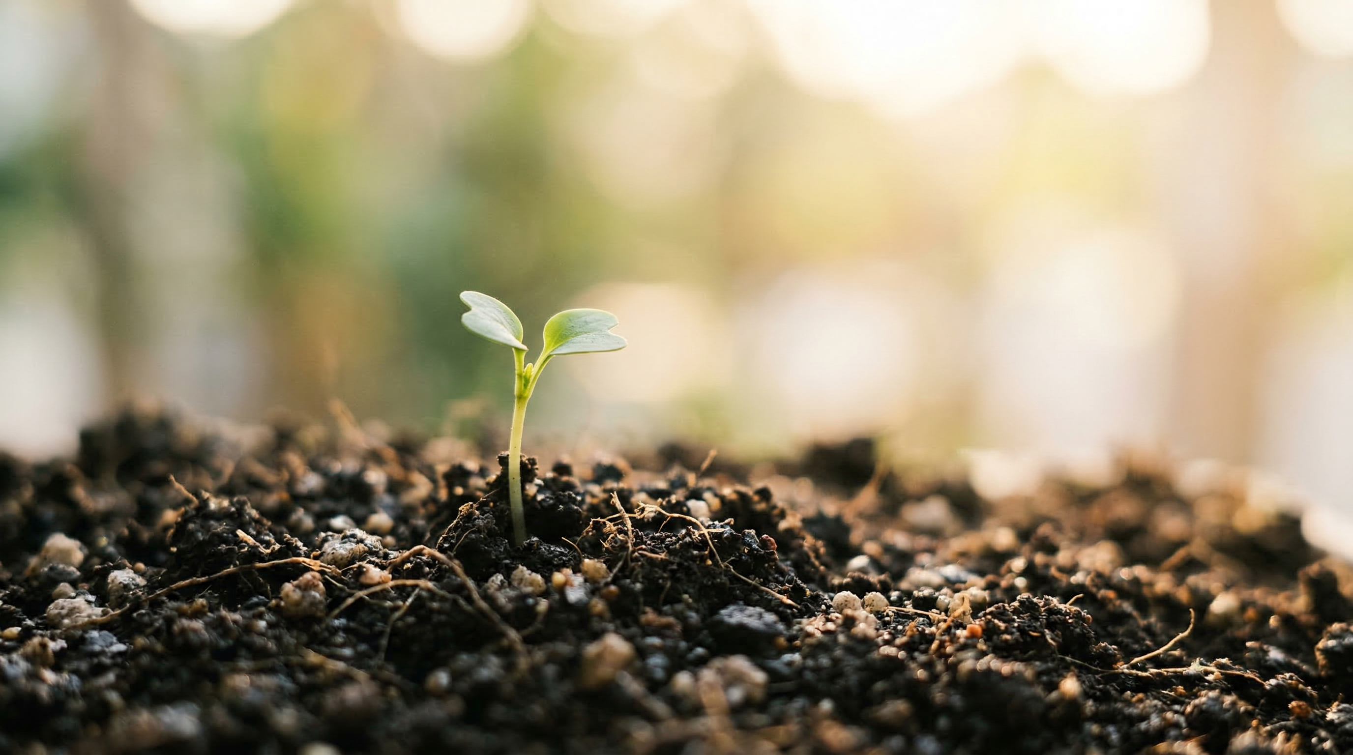 A single seedling emerging in morning light